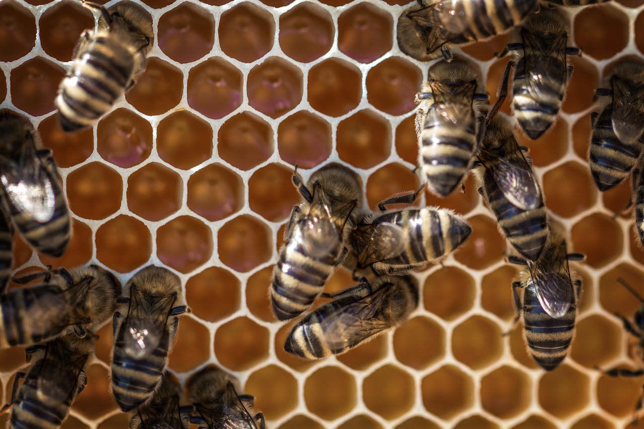 Home Macro view of bees working on a honeycomb, showcasing intricate hexagonal patterns.