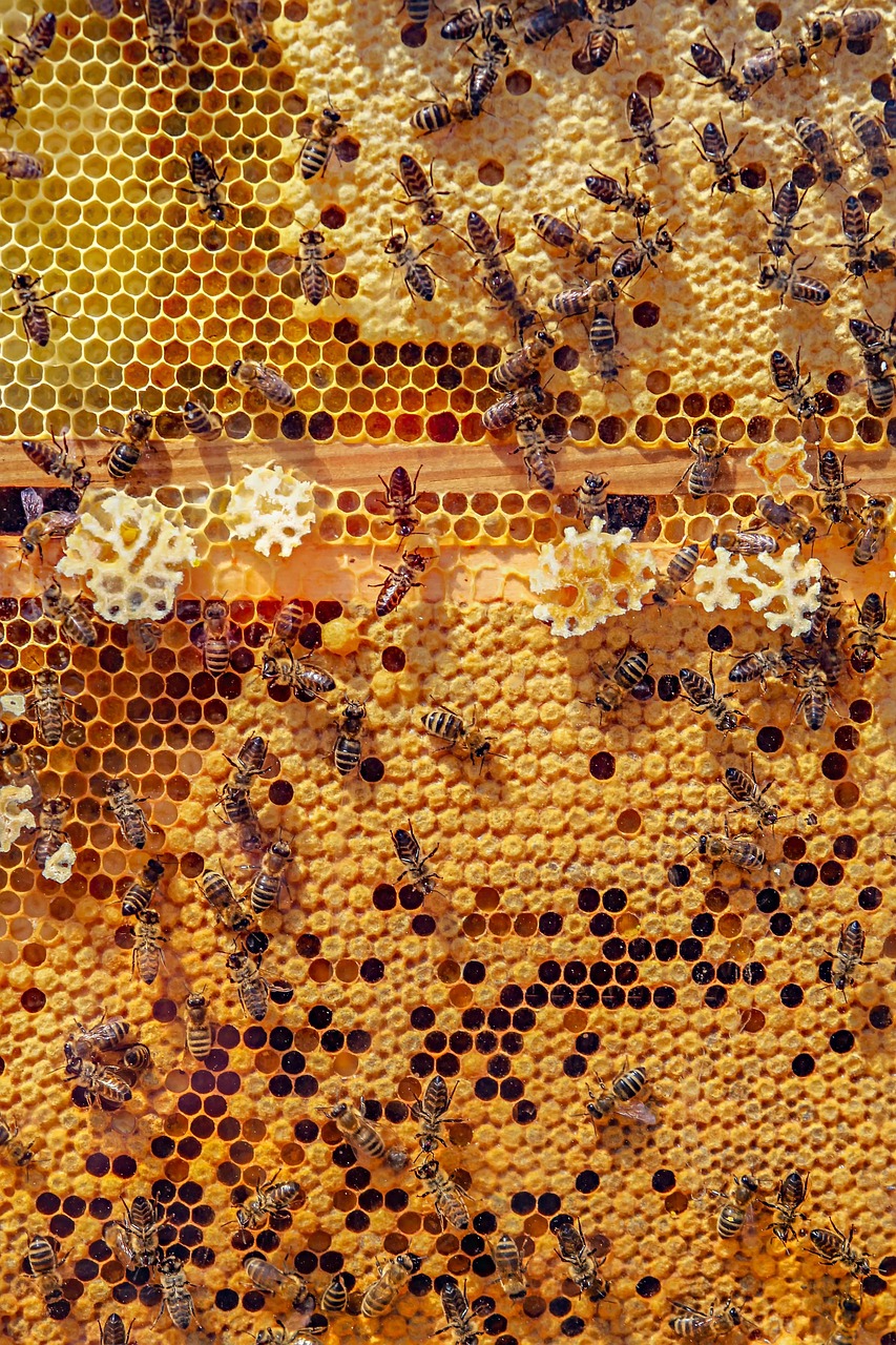 bees, insects, macro, honey bees, winged insects, beehive, honey, swarm of bees, wings, hive, brood, hymenoptera, entomology, close-up, bee keeping, world bee day, honeycomb, bees, honey bees, beehive, honey, honey, honey, honey, honey