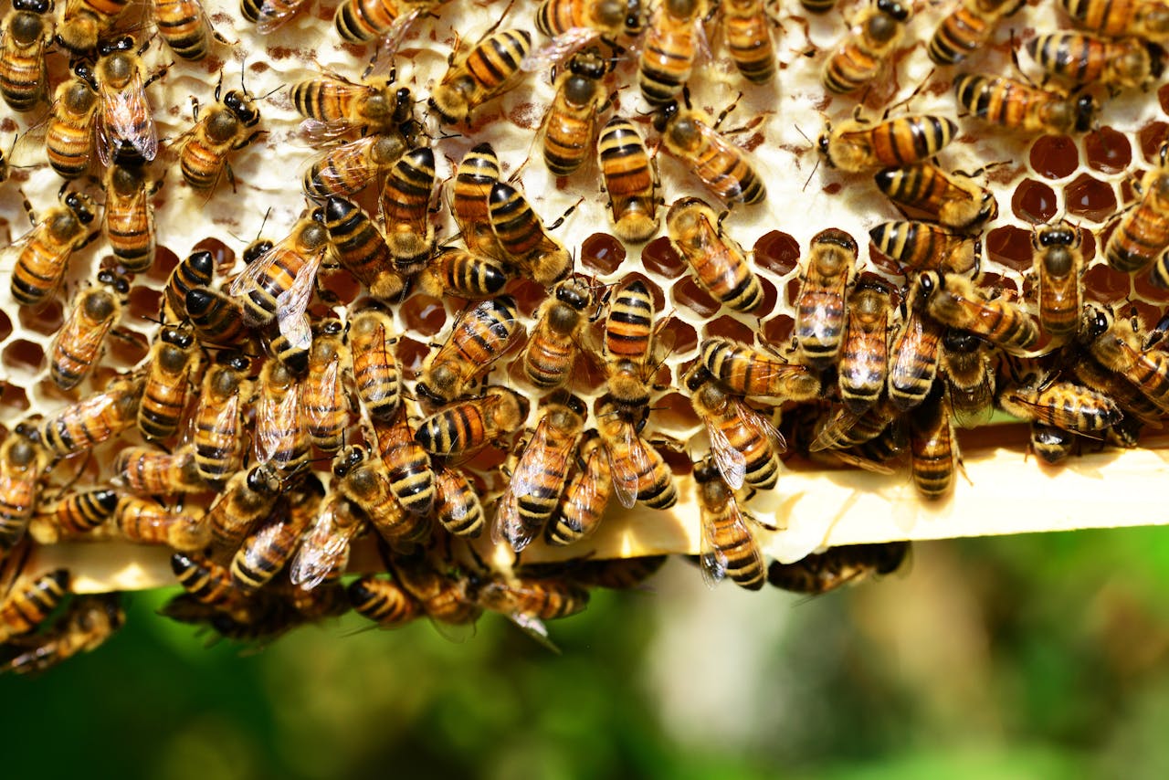 Home Detailed close-up of honey bees in action on a vivid honeycomb, showcasing natures beauty.