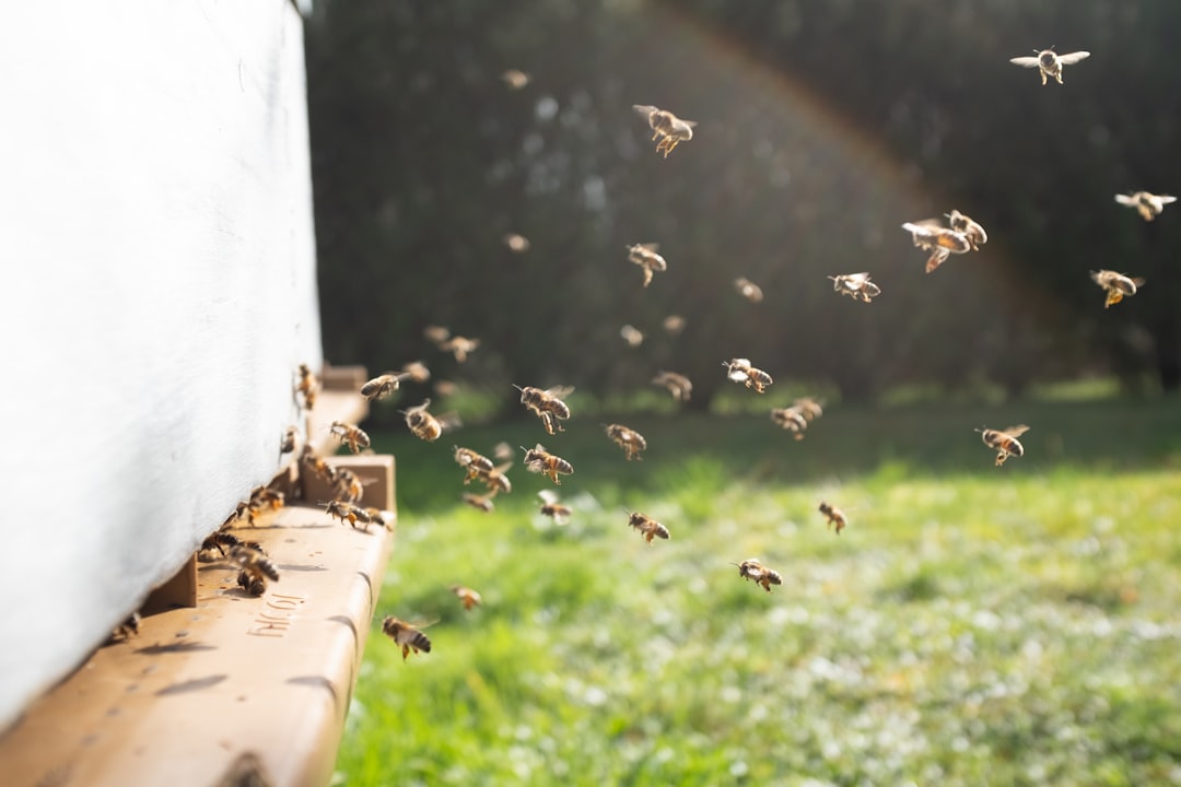 Bees take advantage of the first light of spring