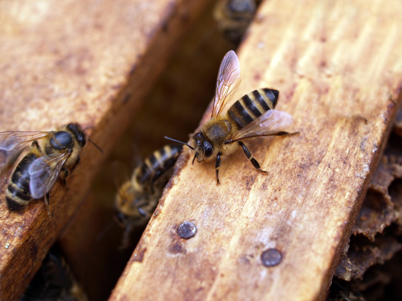 Home Macro shot of honey bees on a wooden hive, showcasing intricate bee and hive details.