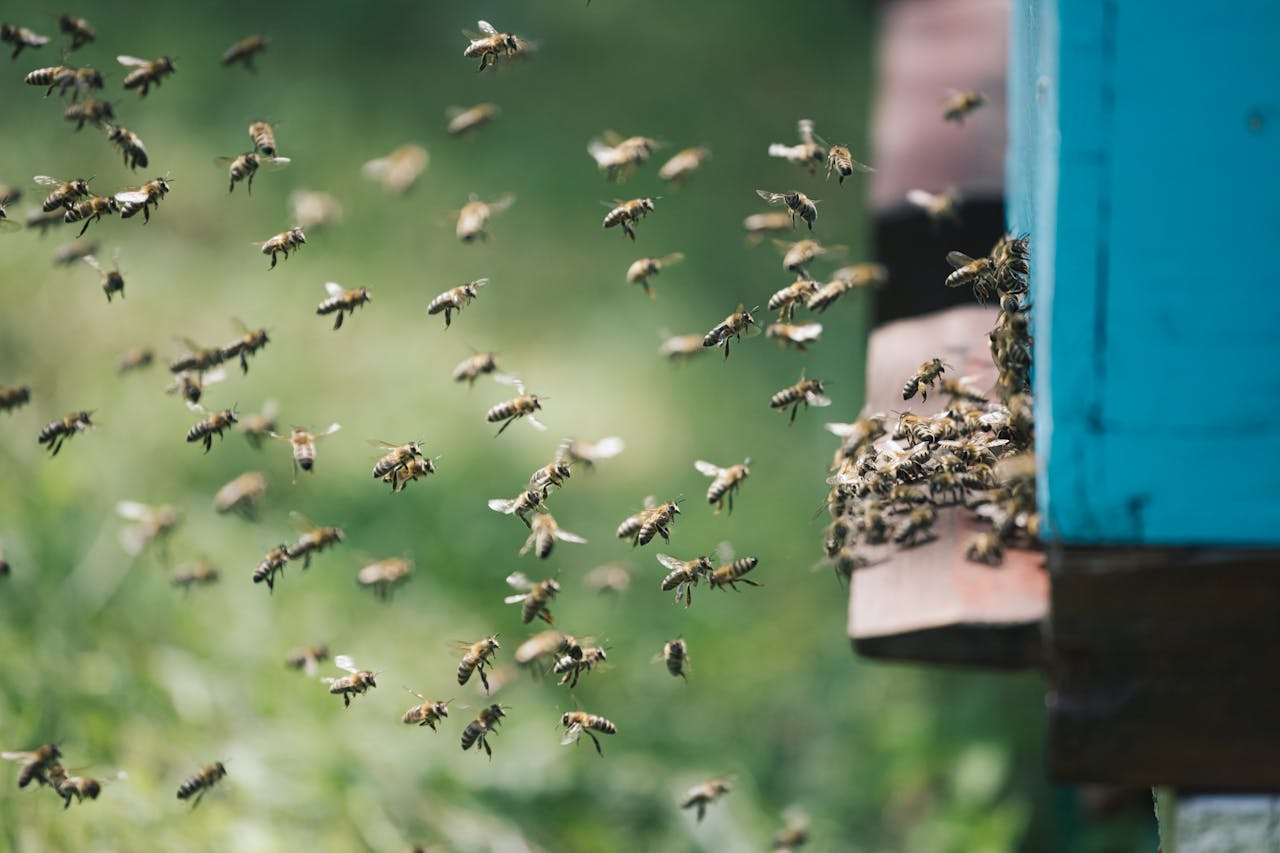 Home swarm-of-bees-near-a-beehive-in-summer-35451552