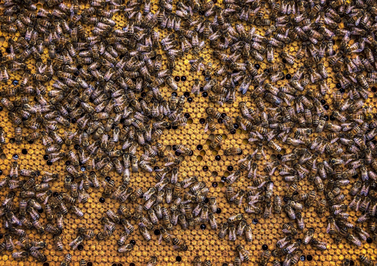 A detailed close-up of bees working on a vibrant yellow honeycomb.